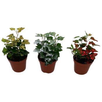 Hedera helix Wonder glitter mix