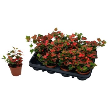 Hedera helix Wonder Rood glitters