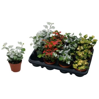 Hedera helix Wonder glitter en sneeuw mix