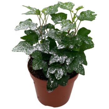 Hedera helix Wonder Zilver glitters