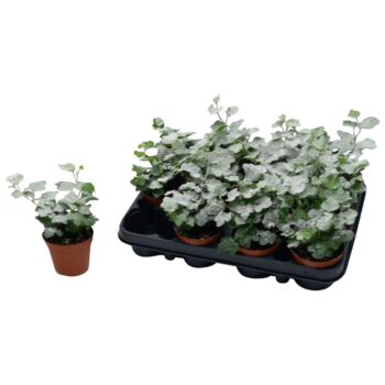 Hedera helix Wonder Sneeuw