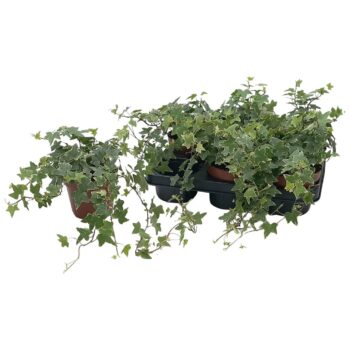 Hedera helix 'Esther'