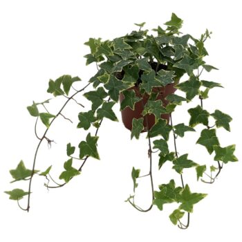 Hedera helix 'Gold Child'