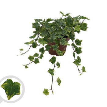 Hedera helix 'Golden Kolibri'