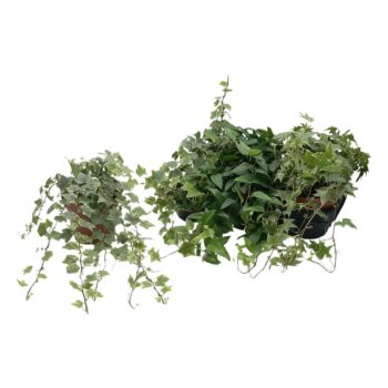 Hedera helix gemengd