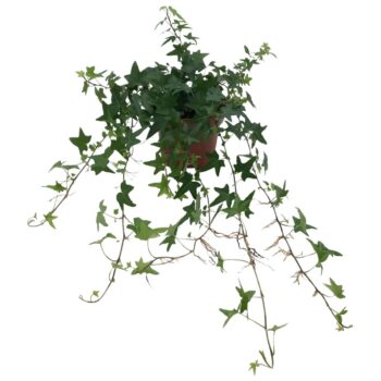 Hedera helix 'Jacobine'