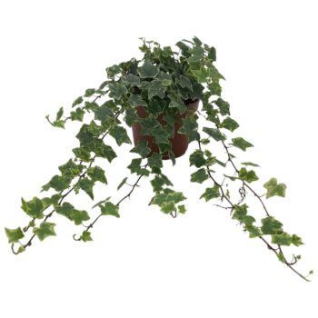 Hedera helix 'Mint Kolibri'