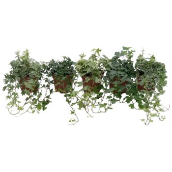 Hedera helix mix laag