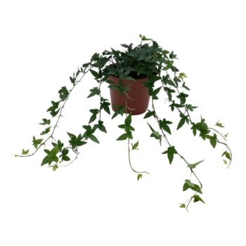 Hedera helix 'Shamrock'