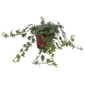 Hedera helix 'White Ripple'