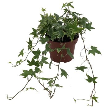 Hedera helix 'Yellow Ripple'