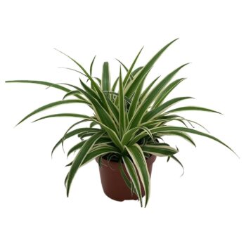 Chlorophytum Com 'Vittatum'. Kraft hoes