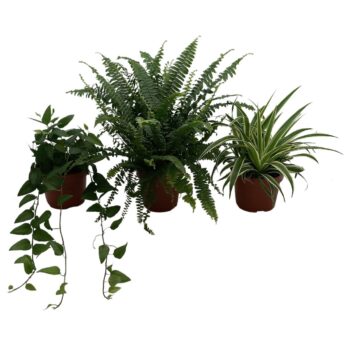 Green mix Hedera,Nephrolepis, Chlorophytum. Kraft hoes