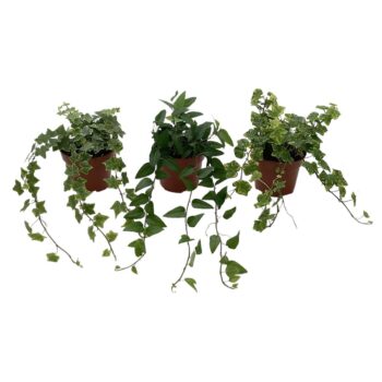 Hedera Mix. Kraft hoes