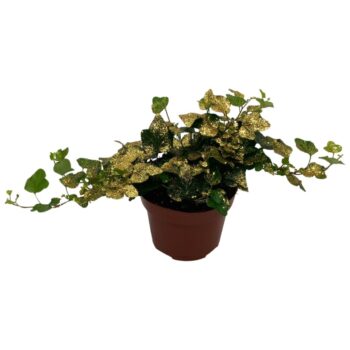 Hedera helix Wonder Goud Glitter