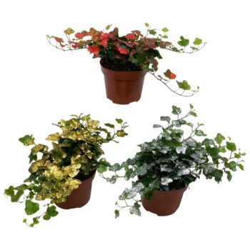 Hedera helix Wonder Glitter Mix