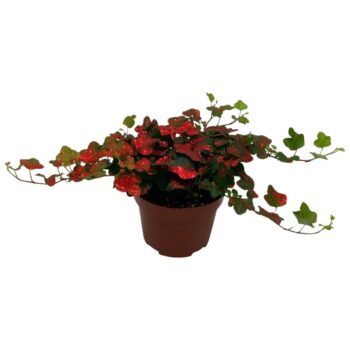 Hedera helix Wonder Rood Glitter