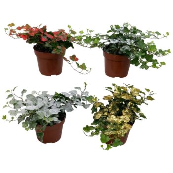 Hedera helix Wonder Sneeuw & Glitter mix