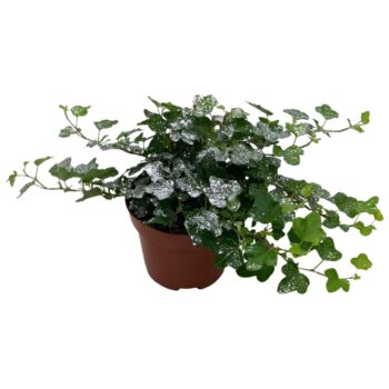 Hedera helix Wonder Zilver Glitter