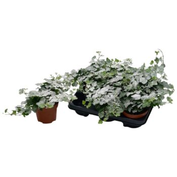 Hedera helix Wonder met Sneeuw