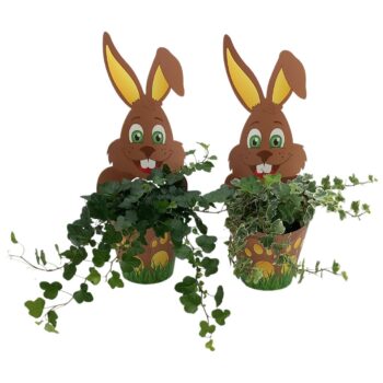 Hedera White Wonder & Wonder mix Paashaas potcover