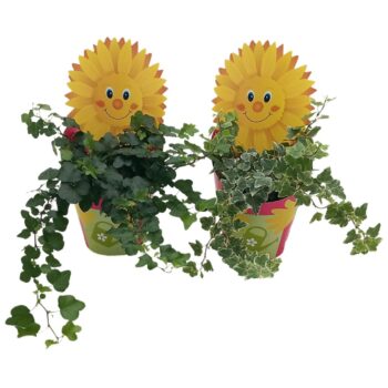 Hedera White Wonder & Wonder mix Zonnepop potcover