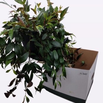 Aeschynanthus 'Marmoratus'