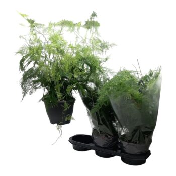 Asparagus 'Plumosus'