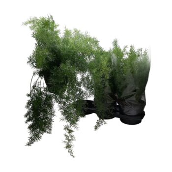 Asparagus densiflorus 'Sprengeri'