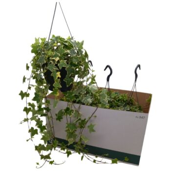 Hedera helix 'Gold Child'