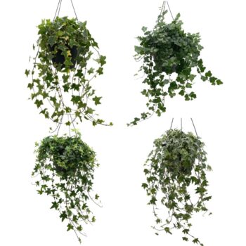 Hedera helix gemengd