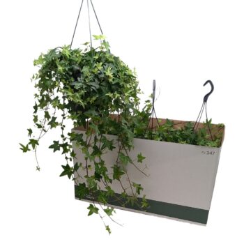 Hedera helix 'Jacobine'