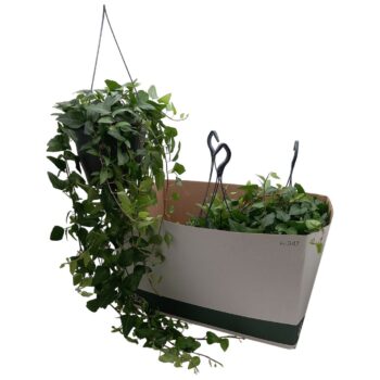 Hedera helix 'Lingusta'