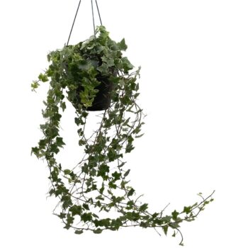 Hedera helix 'Mint Kolibri'