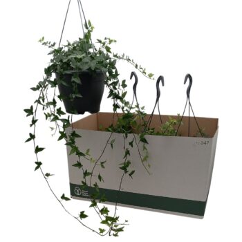 Hedera helix 'Shamrock'