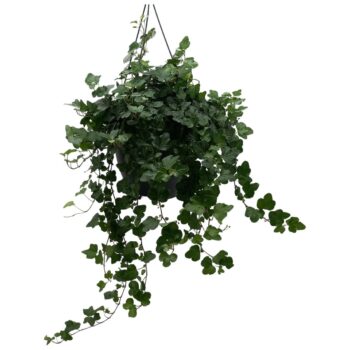 Hedera helix 'Wonder'