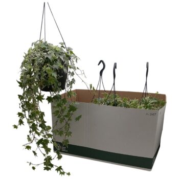 Hedera helix 'Yellow Ripple'