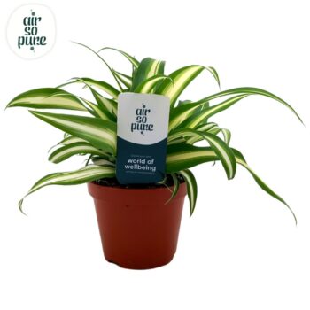 Chlorophytum Com 'Variegatum' Air So Pure®