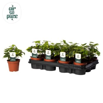 Hedera helix 'Gold Child' Air So Pure®