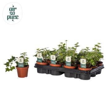 Hedera helix 'White Wonder' Air So Pure®