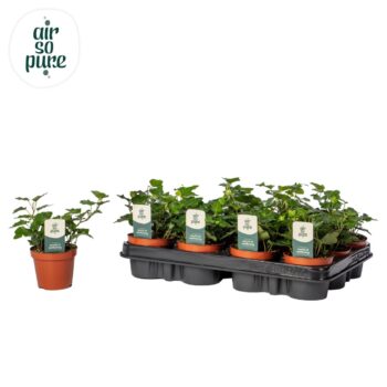 Hedera helix 'Wonder' Air So Pure®