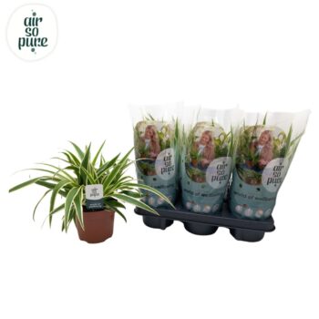 Chlorophytum Com 'Vittatum' Air So Pure®