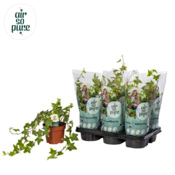 Hedera helix 'Gold Child' Air So Pure®