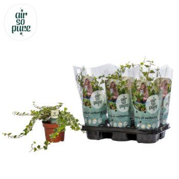 Hedera helix gemengd Air So Pure®
