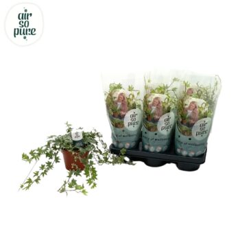 Hedera helix 'White Ripple' Air So Pure®