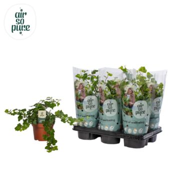 Hedera helix 'Wonder' Air So Pure®