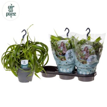 Chlorophytum Com' Green Bonnie' Air So Pure®