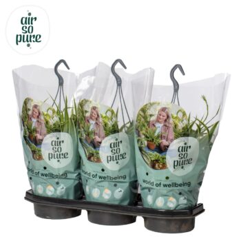 Chlorophytum Com 'Vittatum' Air So Pure®