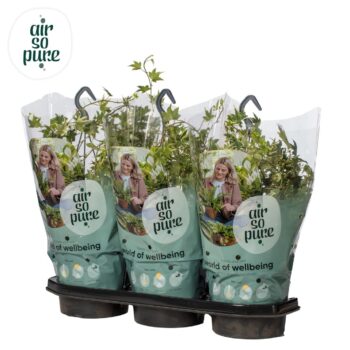 Hedera helix white Air So Pure®