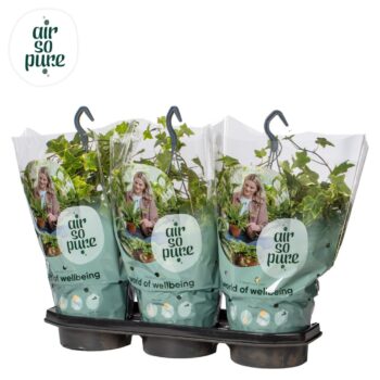 Hedera helix yellow Air So Pure